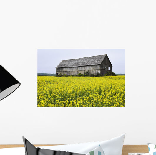 Canola Field And Old Barn Wall Mural