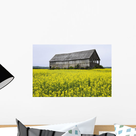 Canola Field And Old Barn Wall Mural