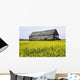 Canola Field And Old Barn Wall Mural