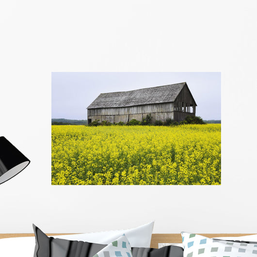 Canola Field And Old Barn Wall Mural