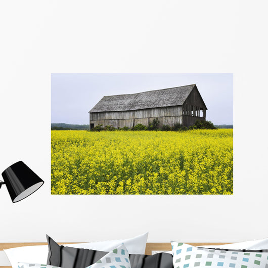 Canola Field And Old Barn Wall Mural