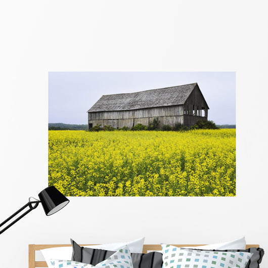 Canola Field And Old Barn Wall Mural