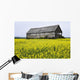 Canola Field And Old Barn Wall Mural