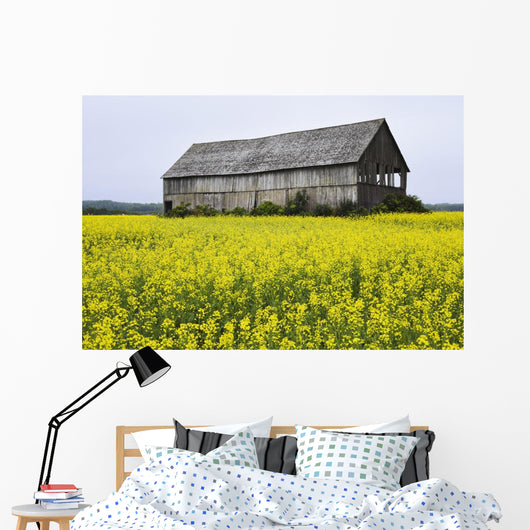 Canola Field And Old Barn Wall Mural