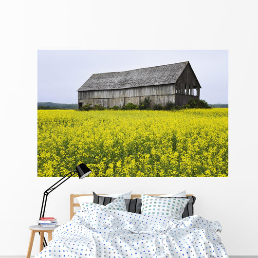 Canola Field And Old Barn Wall Mural