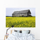 Canola Field And Old Barn Wall Mural