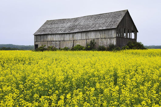 Canola Field And Old Barn Wall Mural