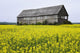 Canola Field And Old Barn Wall Mural