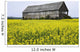 Canola Field And Old Barn Wall Mural
