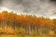 Poplar Forest In Autumn, Teslin, Yukon Wall Mural