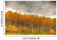 Poplar Forest In Autumn, Teslin, Yukon Wall Mural
