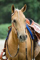 Western Horse