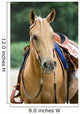 Western Horse