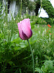 Tulipe Parme
