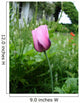 Tulipe Parme