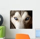 Blue Eyed Husky Wall Mural