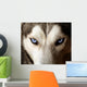 Blue Eyed Husky Wall Mural