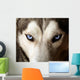 Blue Eyed Husky Wall Mural