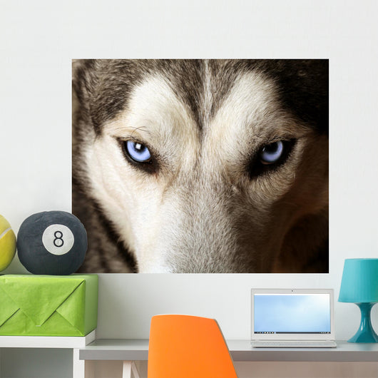 Blue Eyed Husky Wall Mural