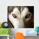 Blue Eyed Husky Wall Mural
