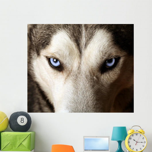 Blue Eyed Husky Wall Mural