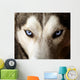 Blue Eyed Husky Wall Mural