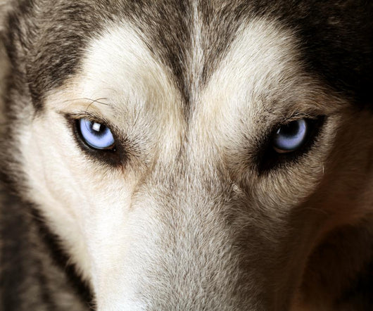 Blue Eyed Husky Wall Mural