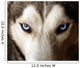 Blue Eyed Husky Wall Mural