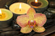 Orchid and Vanilla in Spa Therapy Wall Mural