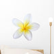 frangipani, isolated Wall Decal