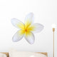 frangipani, isolated Wall Decal