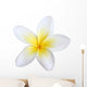 frangipani, isolated Wall Decal