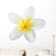 frangipani, isolated Wall Decal