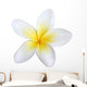 frangipani, isolated Wall Decal