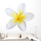 frangipani, isolated Wall Decal