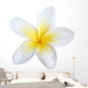 frangipani, isolated Wall Decal