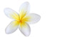 frangipani, isolated Wall Decal