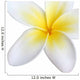 frangipani, isolated Wall Decal