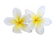 two plumeria frangipanis Wall Decal