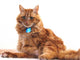 Portrait of Orange Cat Wall Decal
