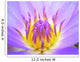 Water Lily Wall Mural