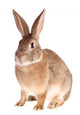 Rabbit Wall Decal