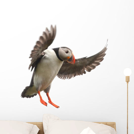 Landing Atlantic Puffin Wall Decal