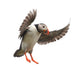 Landing Atlantic Puffin Wall Decal