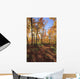 Sugar Maple Trees In Fall Wall Mural