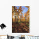 Sugar Maple Trees In Fall Wall Mural