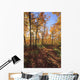 Sugar Maple Trees In Fall Wall Mural