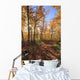 Sugar Maple Trees In Fall Wall Mural