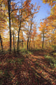 Sugar Maple Trees In Fall Wall Mural