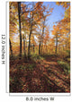 Sugar Maple Trees In Fall Wall Mural